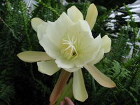 花蕊有点像海星啊。。。