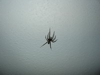 房间里的大蜘蛛